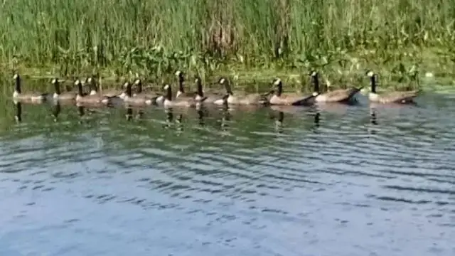 Carry Bay Campground (Thumbnail)