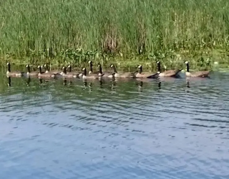 Carry Bay Campground (Thumbnail)